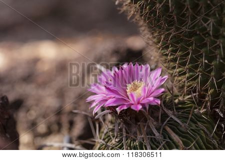 White, pink and yellow cactus flower
