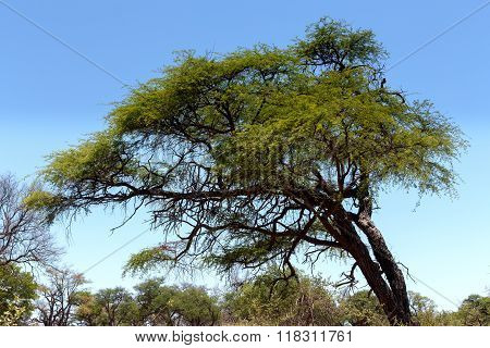 African Landscape