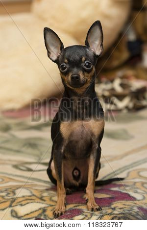 Rusian Toy Terrier