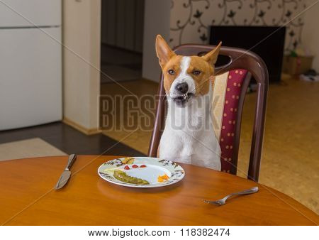 Basenji shows grimace of dissatisfaction