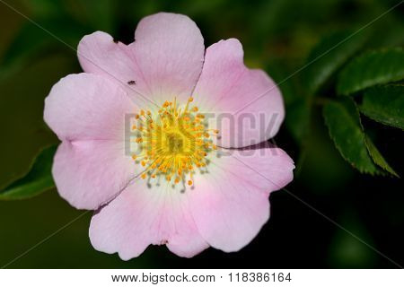 Chalcid wasp on dog rose (Rosa canina) flower