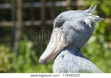 Shoebill, Abu Markub (balaeniceps Rex)