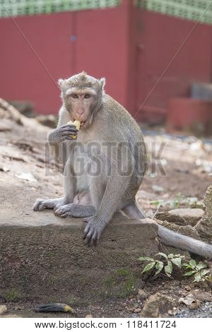 Monkey eating a banana. Rhesus macaque