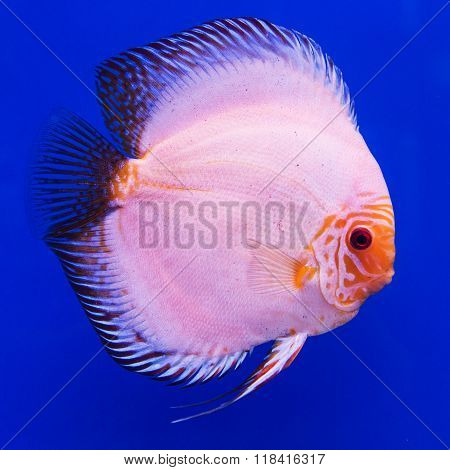 Pompadour (Discus) fish in a fish tank