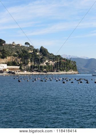 Landscape Of Golfo Dei Poeti With Its Mussel Farm In The Sea. Province Of La Spezia, Italy