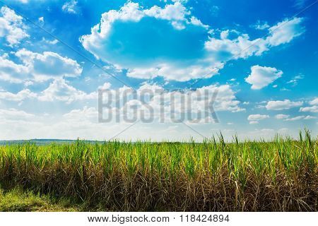 Sugarcane field in blue sky and white cloud in Thailand.