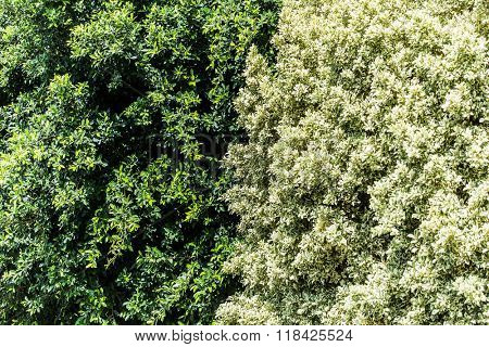 Big ficus shrubs. Nature background.