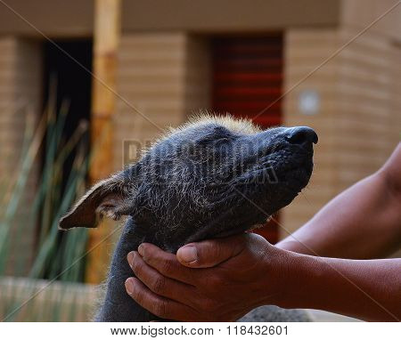 Hair less dog