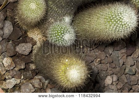 Lemon Golden Ball Cactus Succulent Plants