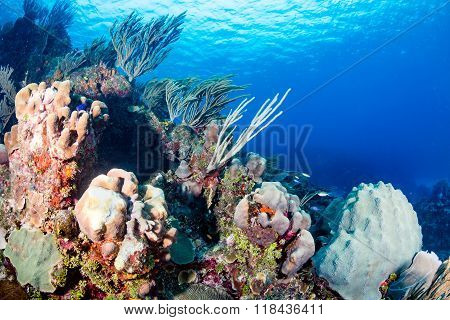 Caribbean Tropical Reef