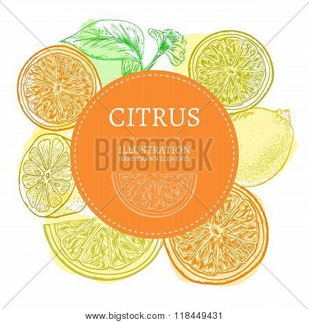 Citrus Concept Hand Drawn Elements Vintage Sketch Vector Illustration