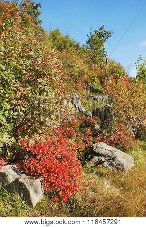 Autumn Colours In The Carso
