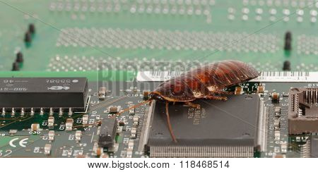Cockroach On The  Computer Microcircuits. Concept Of Computer Bug