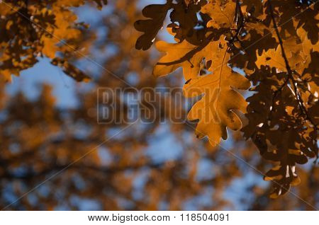 Autumn Leaves With The Blue Sky Background