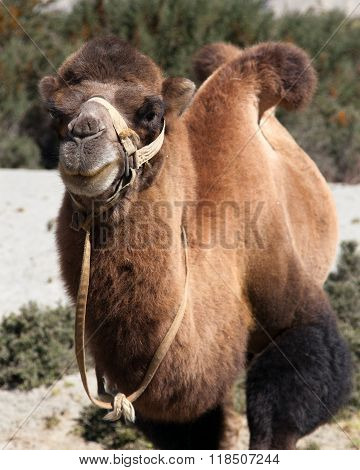 Camel Head