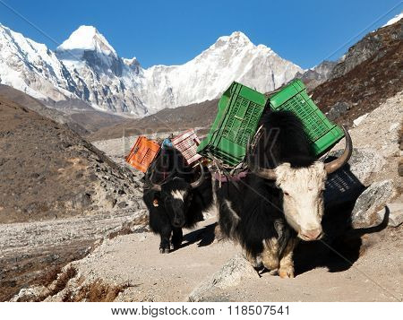 Yaks On The Way To Everest Base Camp And Mount Pumo Ri