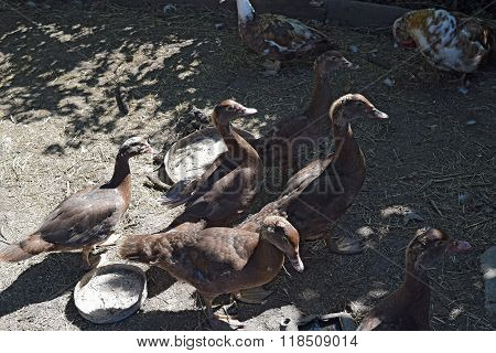 The Musky Duck