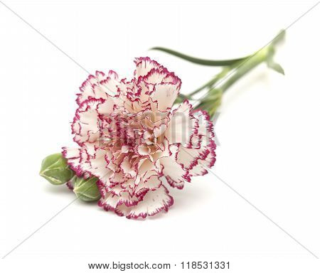 White Carnation With Dark Red Edges