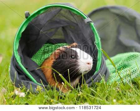 Guinea pig on the textile tunnel
