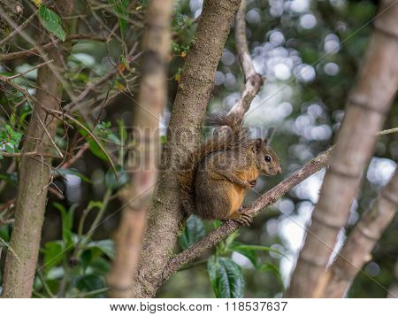 Sciurus on a Tree