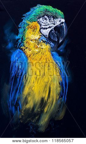 Beautiful parrot on a dark background.