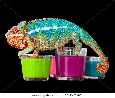 Chameleon