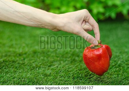 Vegetarians And Fresh Fruit And Vegetables On The Nature Of The Theme: Human Hand Holding A Red Pepp