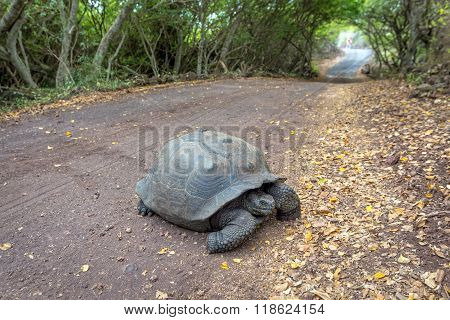 Galapagos Tortoises at the trees tunnel in Isabela island, Ecuador