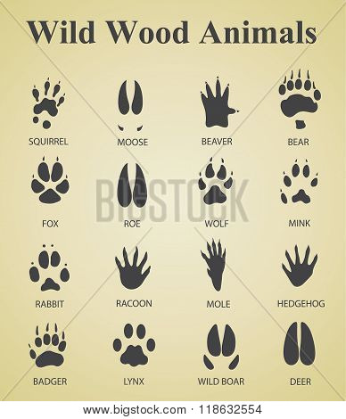 set of wild wood animal tracks