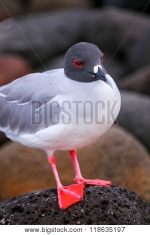 Swallow-tailed Gull On North Seymour Island, Galapagos National Park, Ecuador