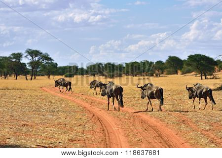 Blue Wildebeest Antelopes, Namibia