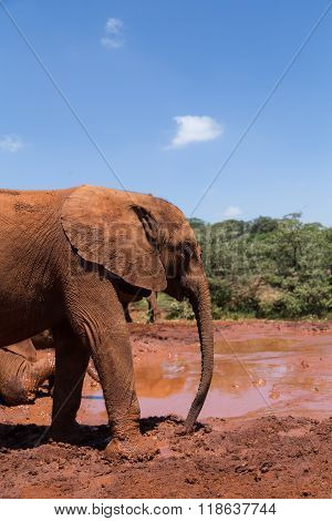 A young elephant at a mudhole ready to take a bath. Nairobi Kenya.
