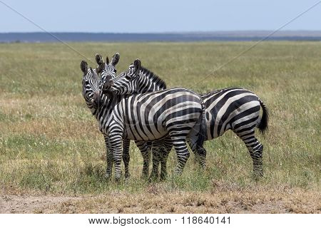 Three Zebras Enjoying Themselves