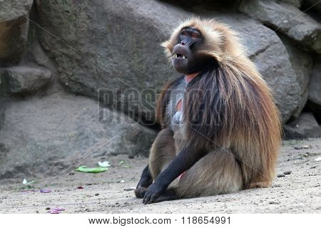 Gelada Male Monkey