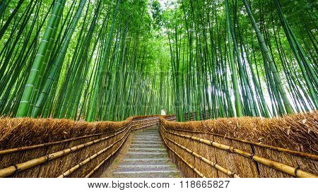 Path To Bamboo Forest, Arashiyama, Kyoto, Japan