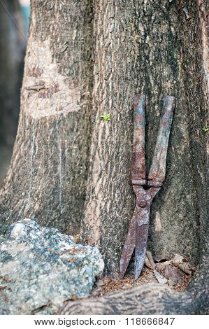 Ols Scissors Dirty Rustry In Nature Place
