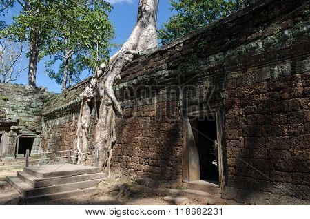 Roots Of A Spung On A Temple In Ta Prohm