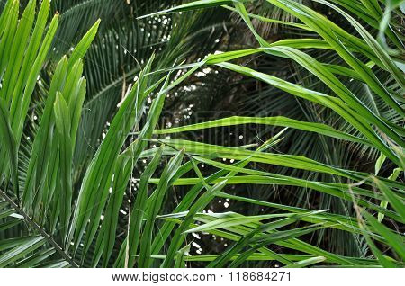 Chinese Fan Palm Tree Leaves In The Jungle
