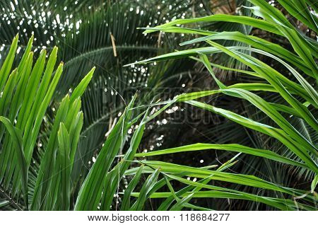 Chinese Fan Palm Tree Leaf