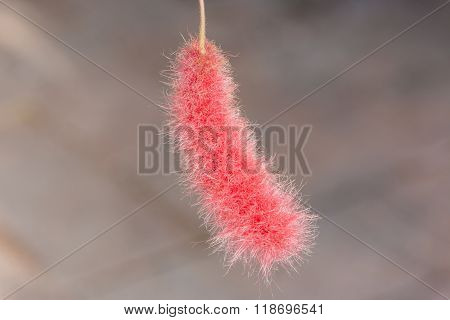 Red Flowering Acalypha.