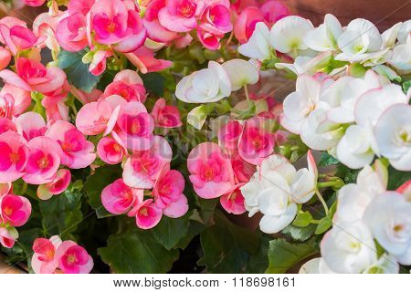 Beautiful Begonia Tuberhybrida Flower.