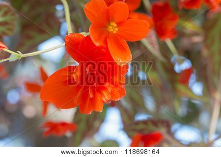 Beautiful Begonia Tuberhybrida Flower.