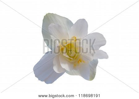 Begonia Tuberhybrida White Flower.