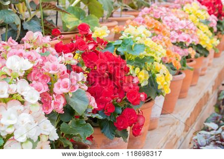 Beautiful Begonia Tuberhybrida Flower.