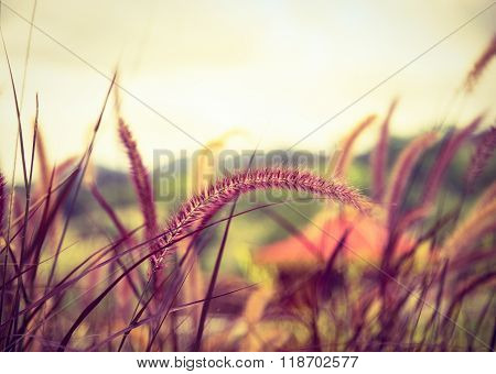 Poaceae Grass Flower In The Lawn.