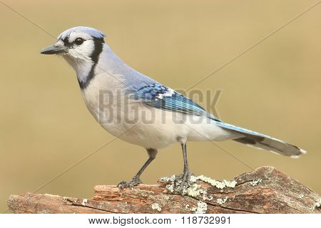 Blue Jay (corvid Cyanocitta)