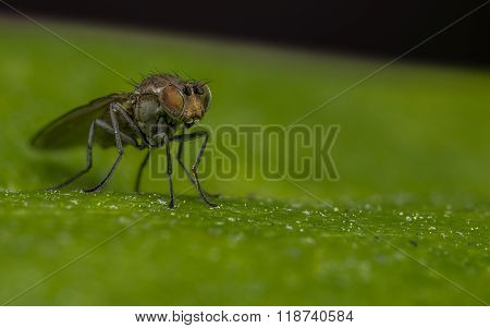 Macro photo of a Dolichopodidae fly, insect