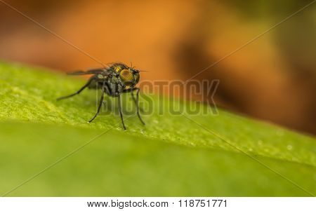 Macro photo of a Dolichopodidae fly, insect
