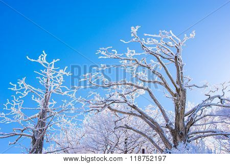 Landscape In Winter,deogyusan In Korea
