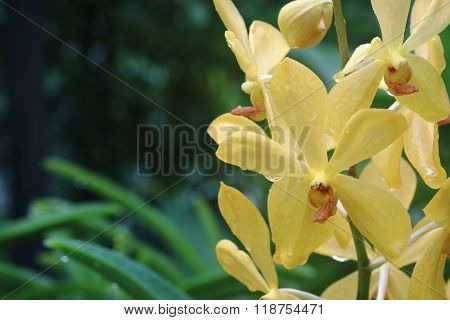Aranda Super Yellow Orchid